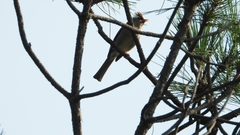 Parayuhina diademata