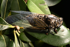 Cryptotympana atrata