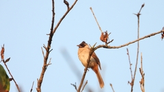 Pycnonotus aurigaster