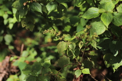 Triumfetta cordifolia