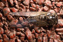 Cryptotympana atrata