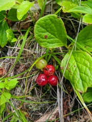 Vaccinium praestans
