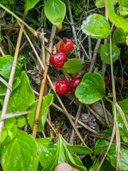 Vaccinium praestans