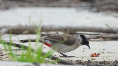 Pycnonotus aurigaster