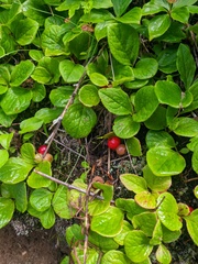 Vaccinium praestans