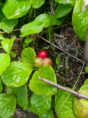 Vaccinium praestans