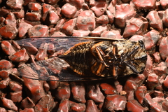 Cryptotympana atrata