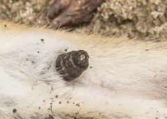 Cuterebra emasculator