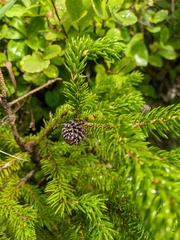 Picea jezoensis