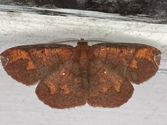 Thysanopyga amarantha