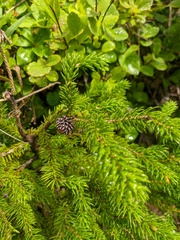 Picea jezoensis