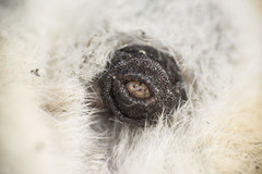 Cuterebra emasculator