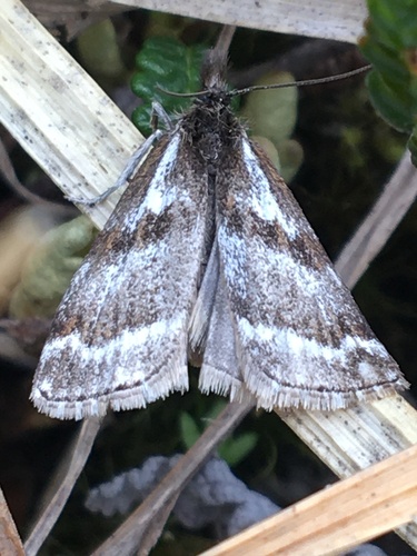 Catoptria trichostomus