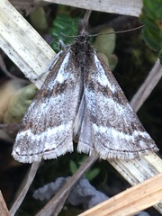 Catoptria trichostomus