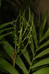 Chamaedorea elegans