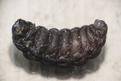 Cuterebra emasculator