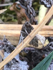 Catoptria trichostomus