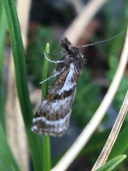 Catoptria trichostomus