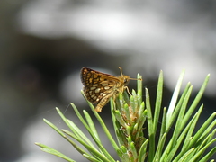 Carterocephalus