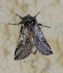 Astiptodonta aonides