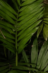 Chamaedorea elegans