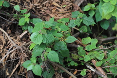 Triumfetta cordifolia