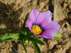 Moraea barnardiella