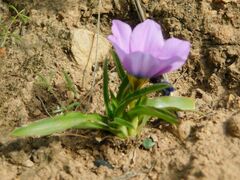 Moraea barnardiella