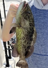 Mycteroperca microlepis