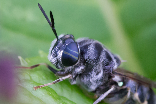 Stratiomys meigenii