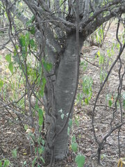 Forchhammeria watsonii