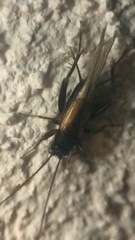 Stenonemobius gracilis