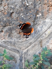 Vanessa atalanta