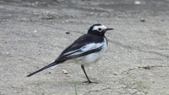 Motacilla alba