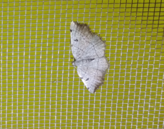 Eilicrinia trinotata