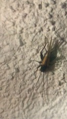 Stenonemobius gracilis