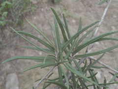 Forchhammeria watsonii