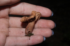 Lactarius rimosellus