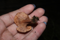 Lactarius rimosellus