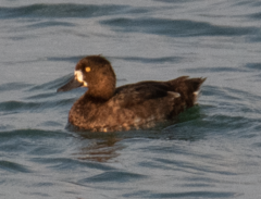 Aythya fuligula