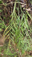 Asplenium flaccidum flaccidum