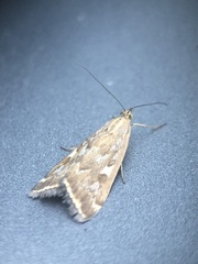 Loxostege sticticalis