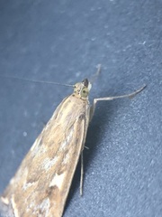 Loxostege sticticalis