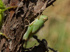 Aiolopus strepens