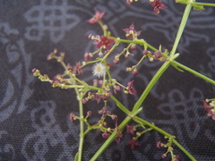 Galium wrightii