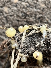 Fungi