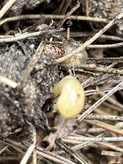 Fungi