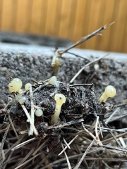 Fungi