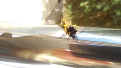 Sceliphron destillatorium