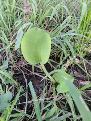 Limnocharis
